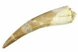 Bargain, Fossil Plesiosaur (Zarafasaura) Tooth - Morocco #297892-1